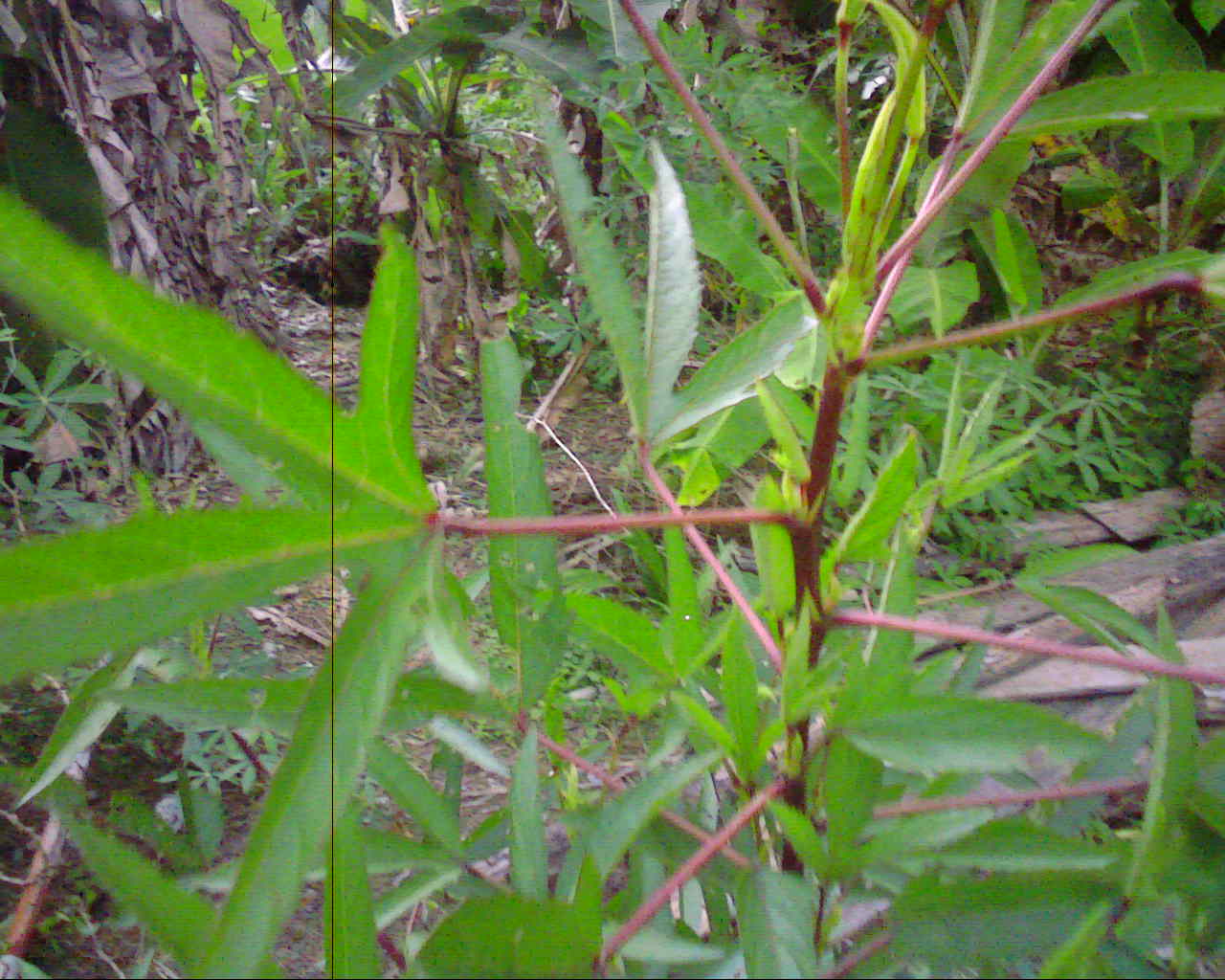 Asam2