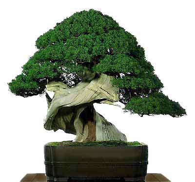Bonsai02