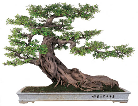 Bonsai penjing
